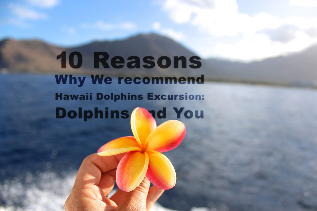 Read more about the article 10 Reasons Why We recommend Hawaii Dolphins Excursion: Dolphins and You