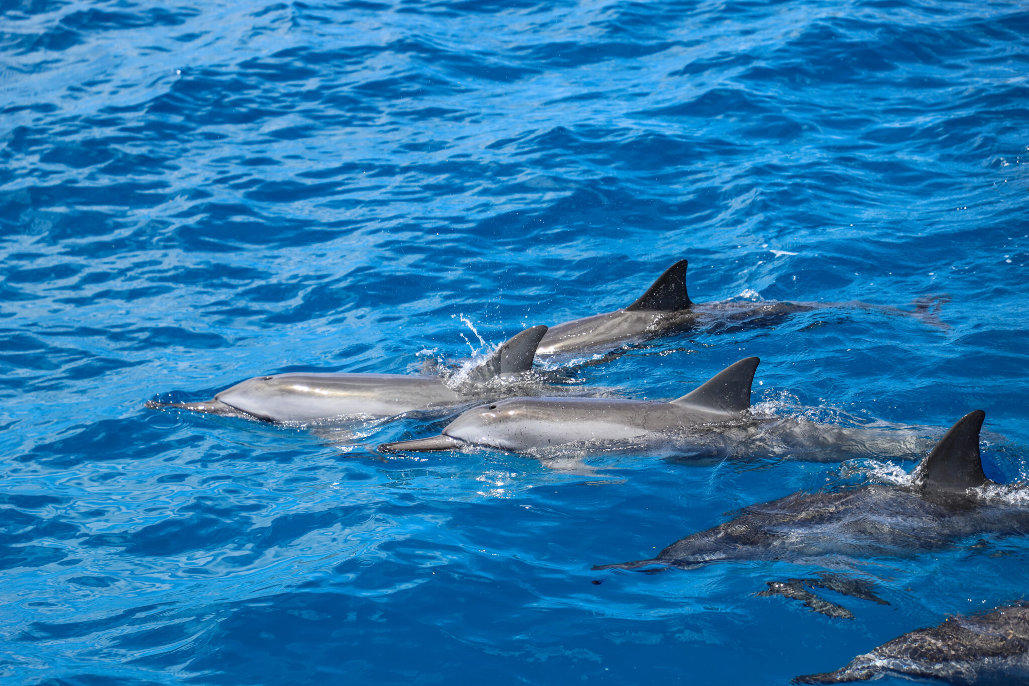 You are currently viewing Protecting Hawaiian Spinner Dolphins: Threats and Conservation Efforts