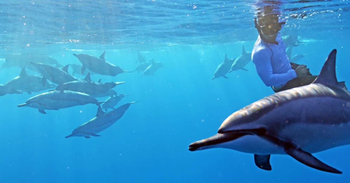 ハワイで野生のイルカと泳ぐツアー ドルフィン ユー