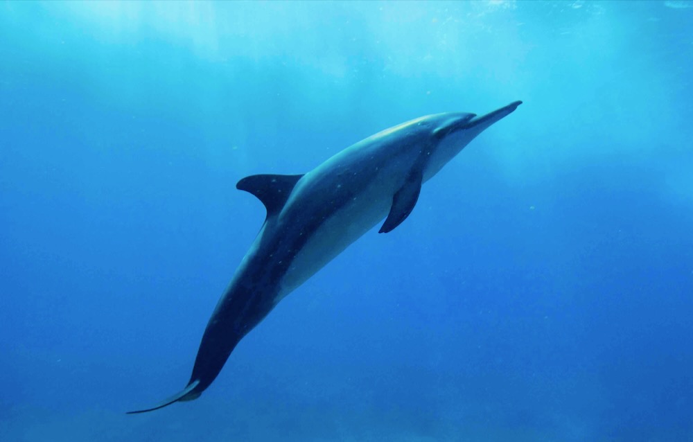 Read more about the article 水中のエキスパート：イルカの進化と驚くべき特徴