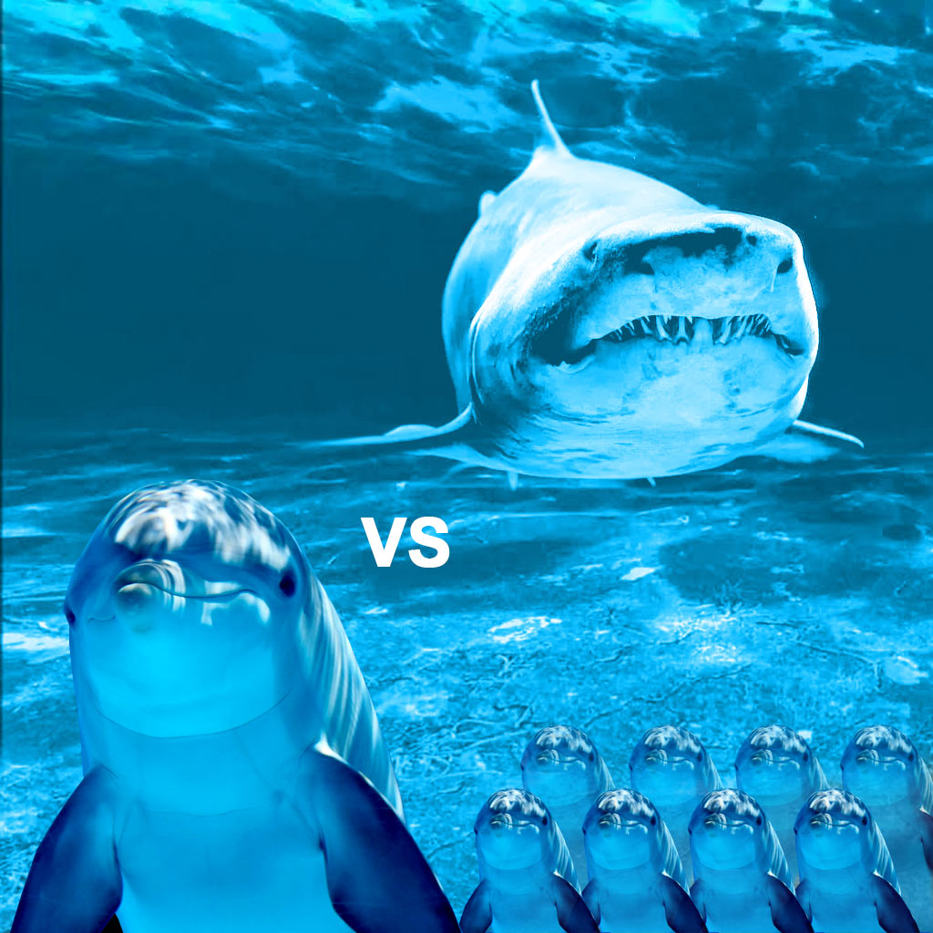 Read more about the article Why are Sharks so afraid of Dolphins?