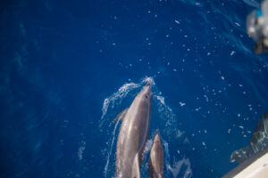 Read more about the article Dolphins Guide Testimonial ~ May 28th 2023