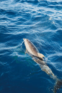 Read more about the article Dolphins Guide Testimonial ~ May 5th 2023