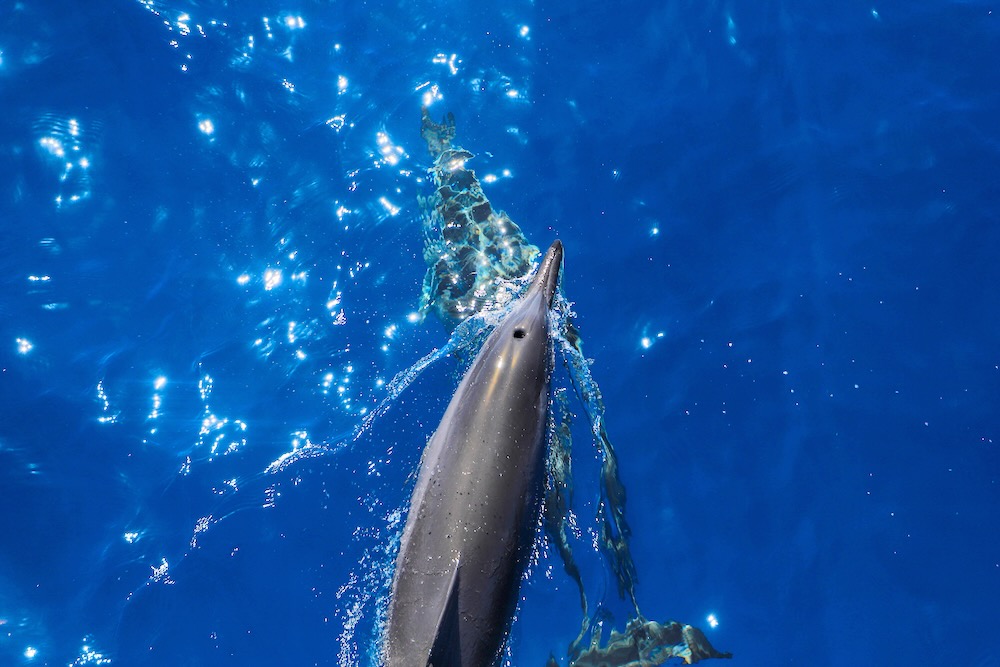 Read more about the article Are there any ongoing conservation efforts to protect Hawaii’s dolphins?