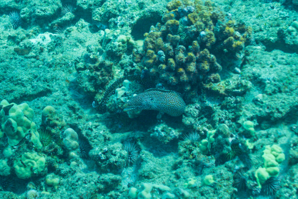 hawaii fish