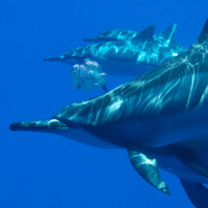Read more about the article Why do Dolphins like to blow bubbles?