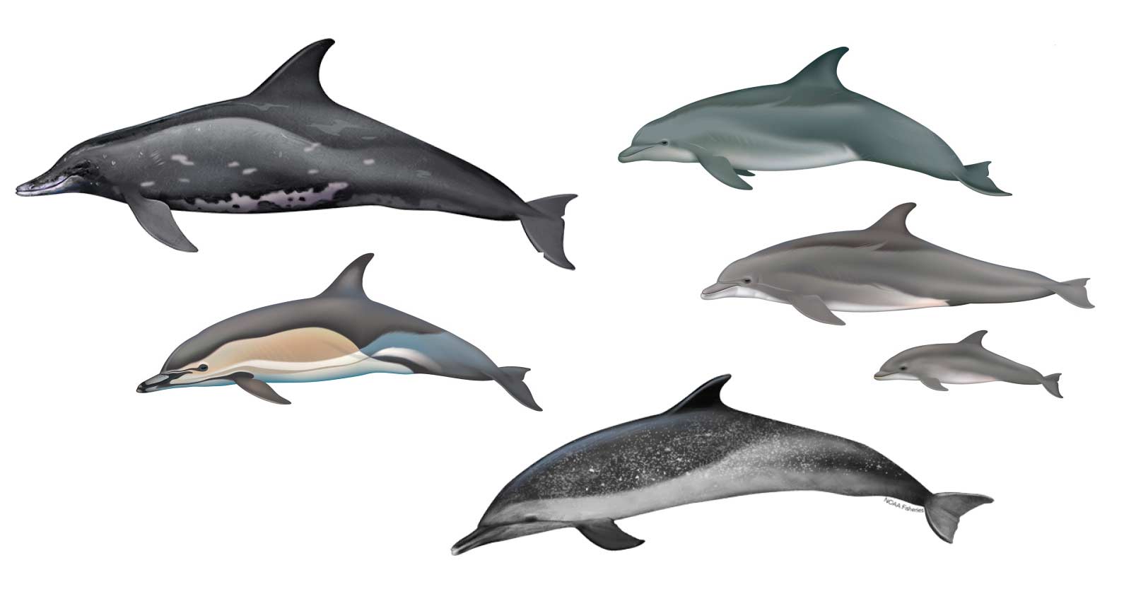 You are currently viewing Which species of dolphins are known to visit Hawaii?