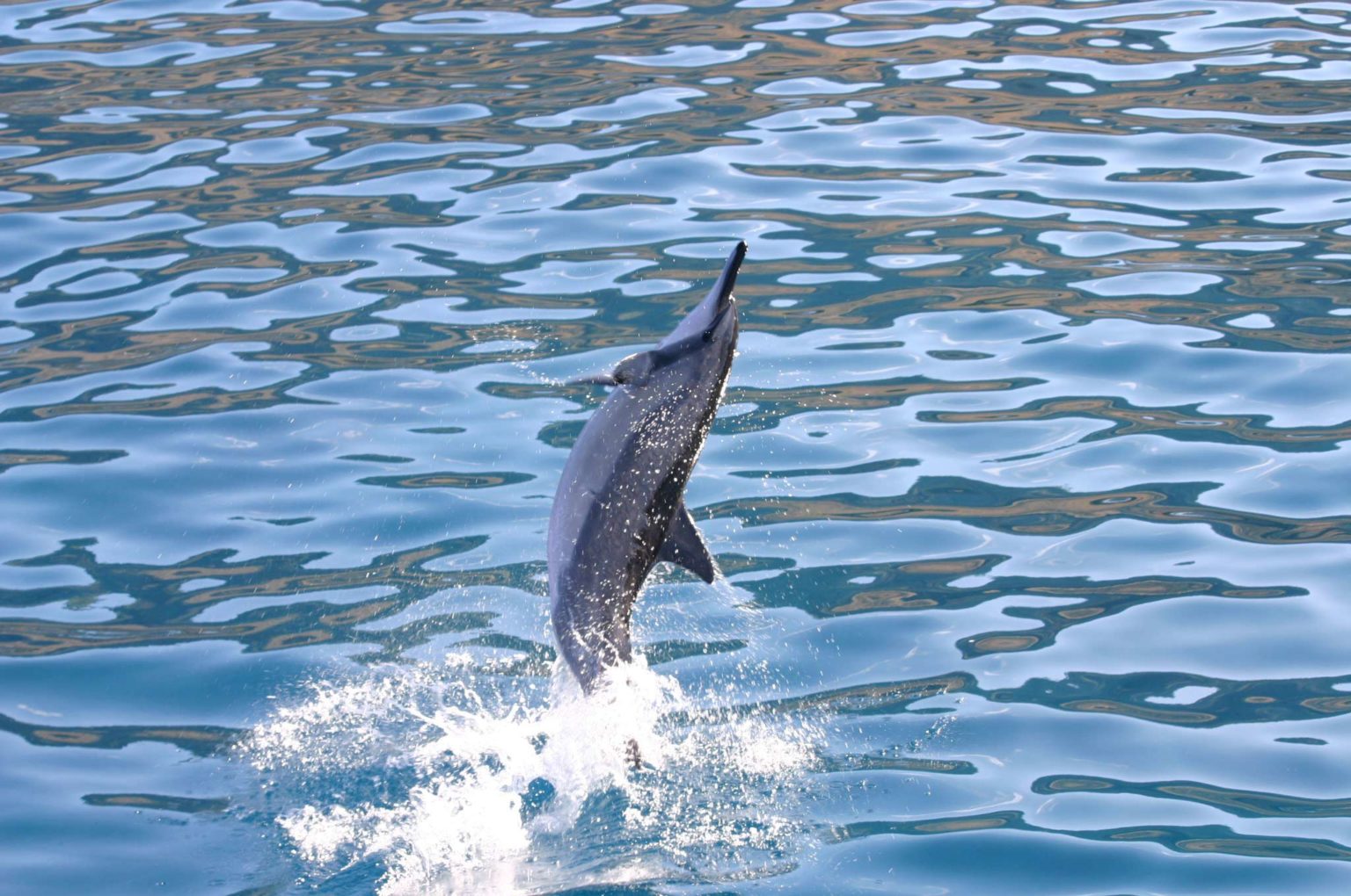 Why do Spinner Dolphins Spin? - Dolphins And You