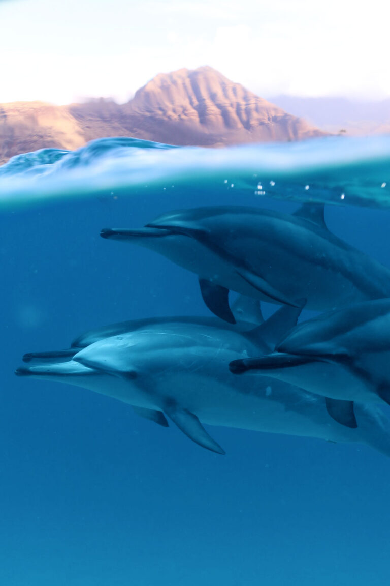What is the best time of the day to see dolphins? Dolphins And You