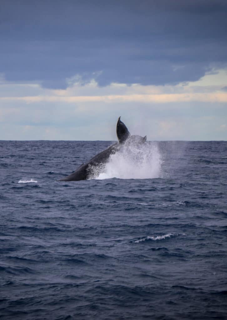 Oahu Whale Watching Season 15 Off Tour When to see Whales Hawaii