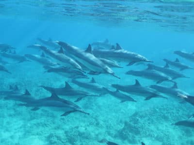 Group of dolphin swimming