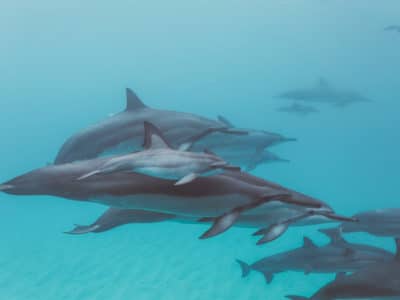 Dolphins in Oahu Ocean