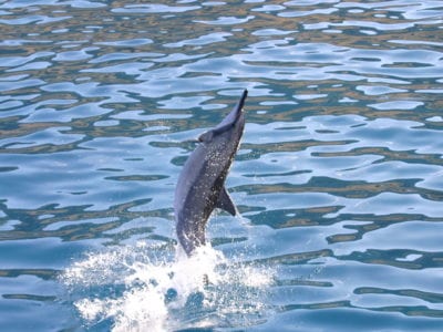 Watch spinner dolphins acrobatic spins in Oahu
