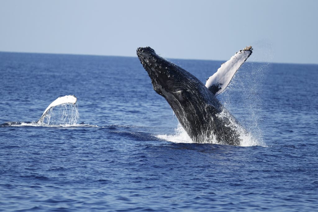 TK 193b Telefonkarte 3u 'Whales of Hawaii' Humpback Whale Breaching 