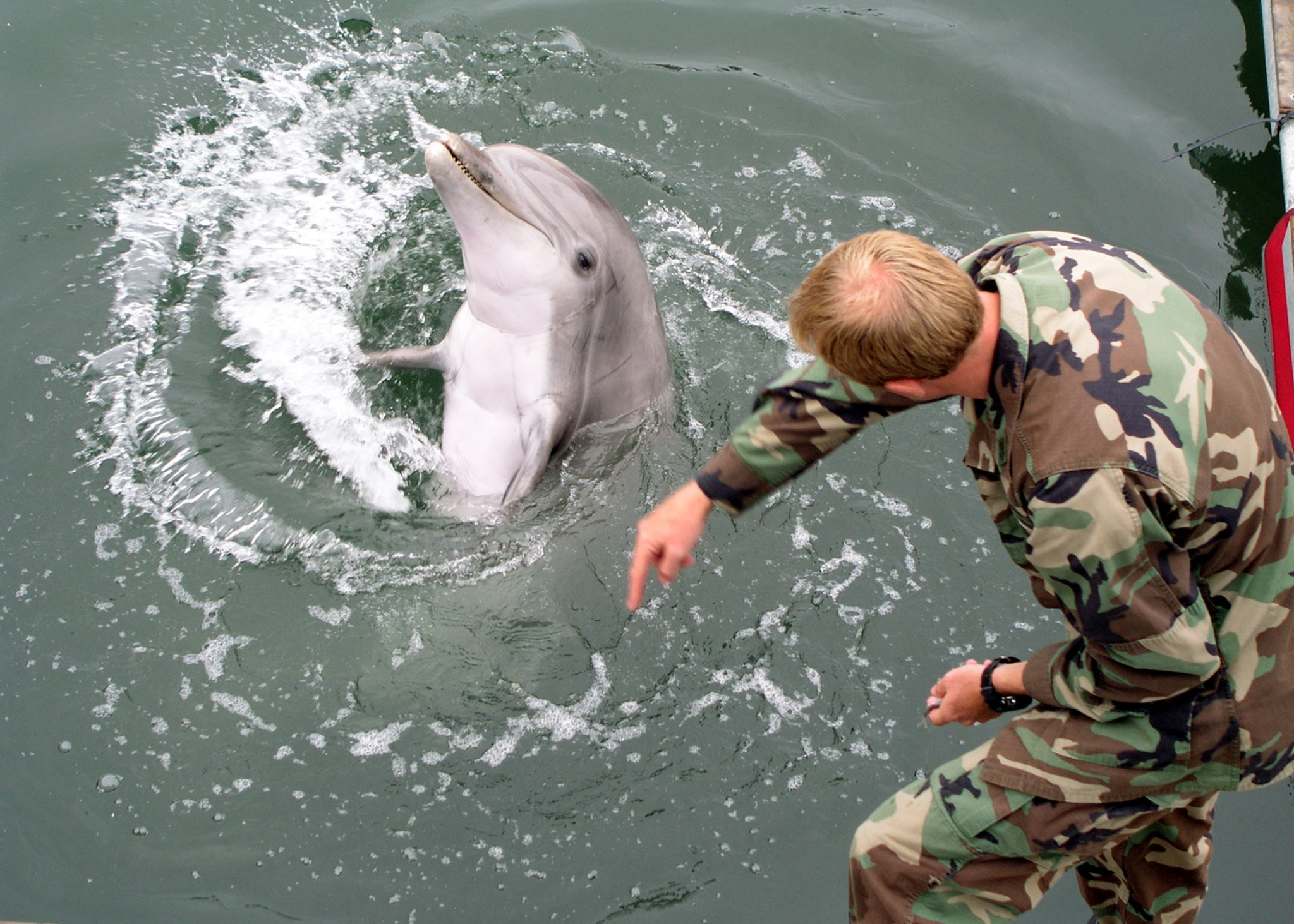 Read more about the article Dolphins in the Navy!