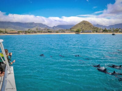 Oahu dolphin watching with Dolphins and You