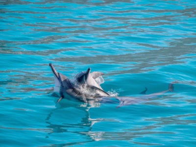 Oahu spinner dolphins can be seen by boat