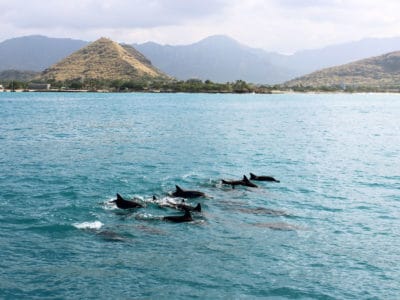 Oahu dolphin sail