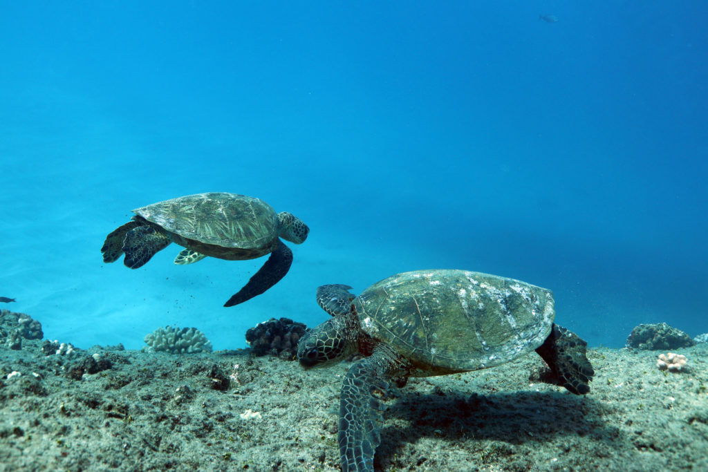 Snorkel with Sea Turtles in Oahu