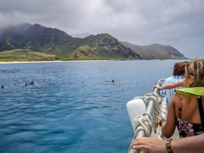 Oahu tour guests watch dolphins in Hawaii