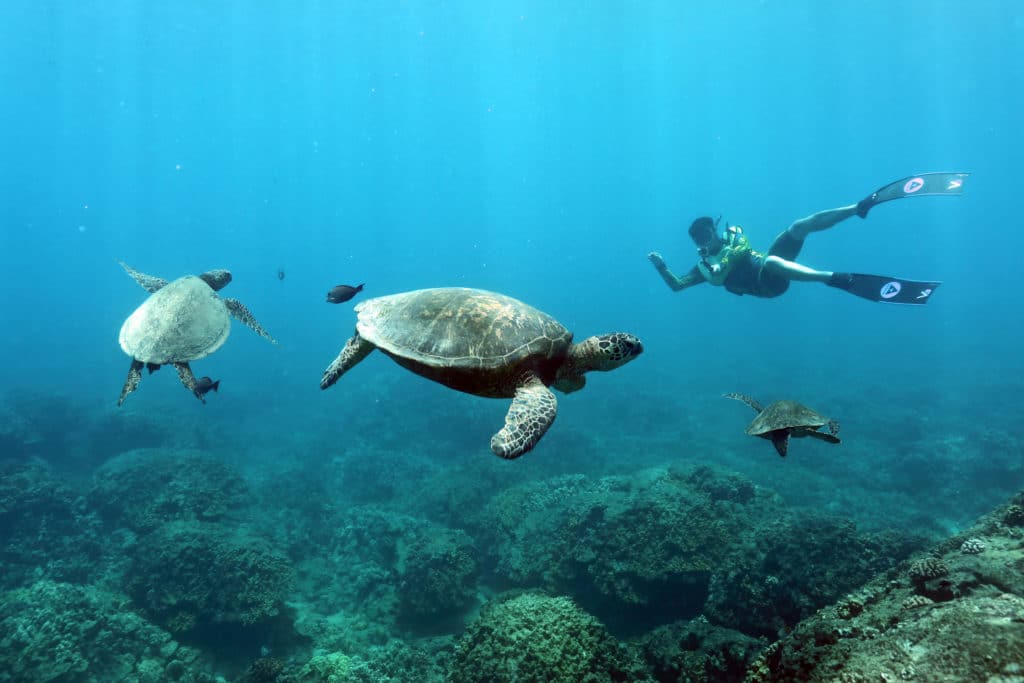 Makaha Turtle Rock snorkel