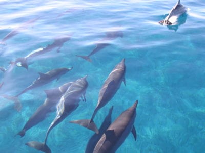 Oahu spinner dolphins surf the waves alongside boats