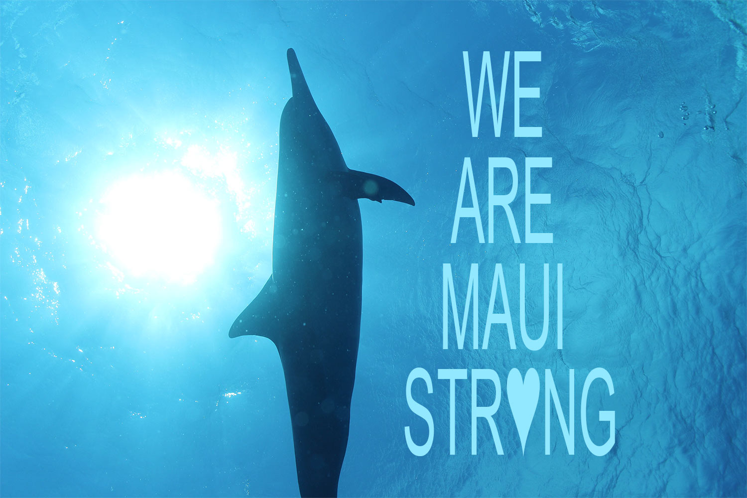 Read more about the article We Support Maui ~ Donations and Resource Centers