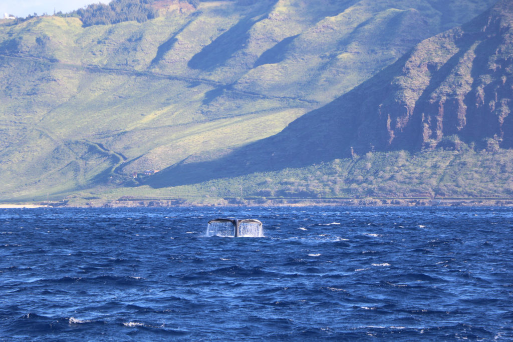 Whale Swimming in Oahu