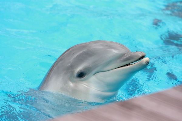 Read more about the article Baby Dolphins 101