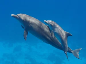 Read more about the article What are the life and death phases of a Dolphin?