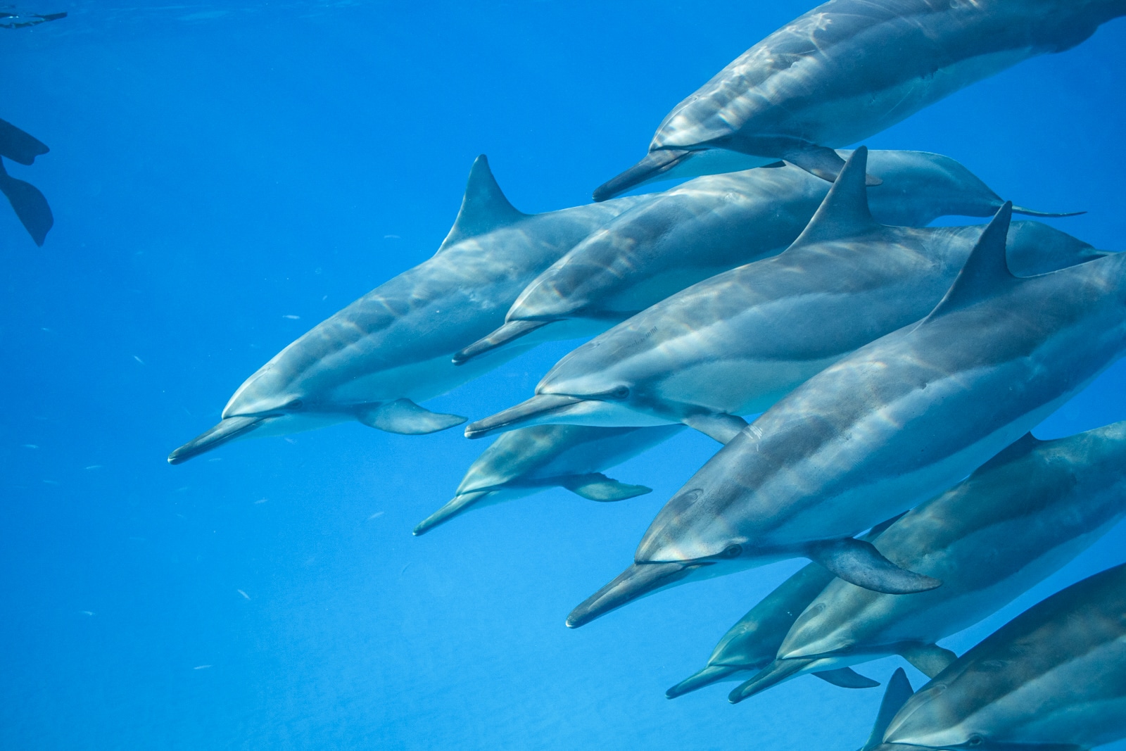 Hawaiian Spinner Dolphins in Oahu