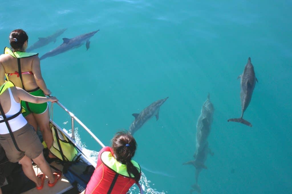 Oahu Dolphin Watching on a Dolphins and You tour