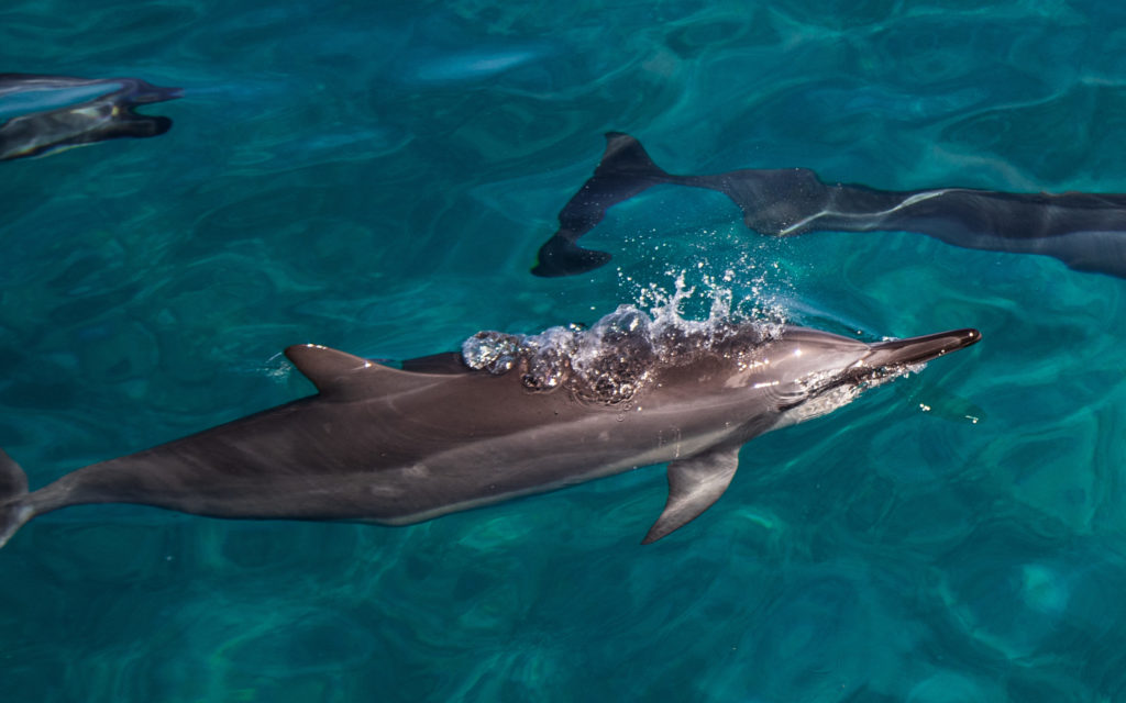 Fascinating Ways Dolphins Communicate Dolphins And You