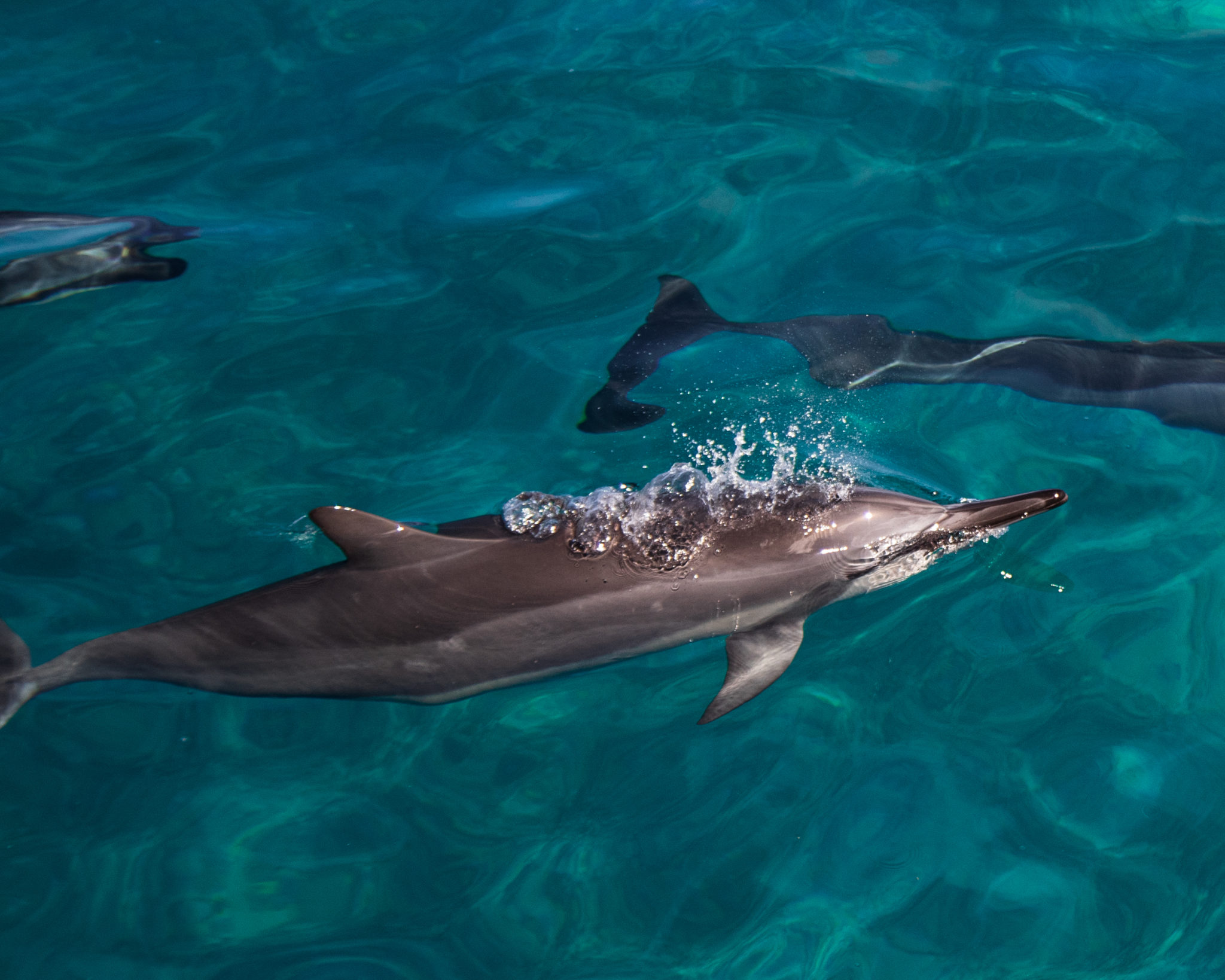 You are currently viewing The Fascinating Way Dolphins Communicate
