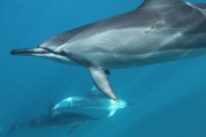 Read more about the article Do dolphins have a good memory?