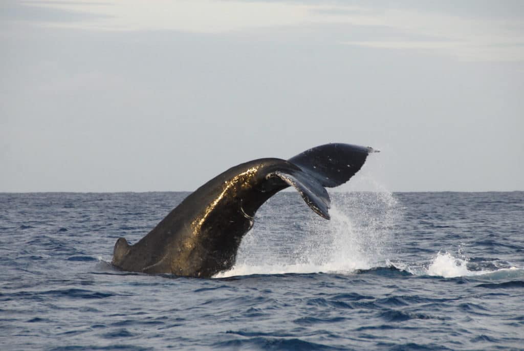 Whale Swimming in Oahu